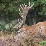 Rutting season in Hoge Veluwe